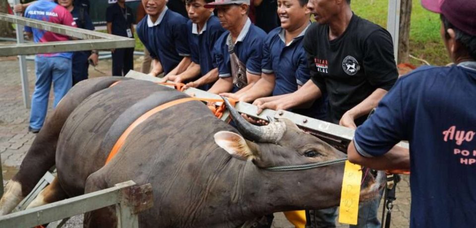 Semarak Idul Adha 1447 Hijriah, BP Batam Sembelih 33 Hewan Kurban Tingkatkan Kepedulian Sosial